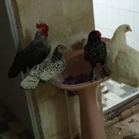 باسلام خدمت دوستان چهار عدد مرغ و خروس
