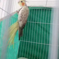 عروس هلندی قناری و قفس|پرنده|کرمان, |دیوار