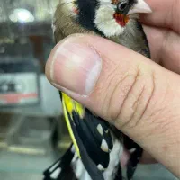 سره۴گل زنجیری قرص بخون