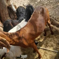 بز و گسفند|حیوانات مزرعه|ایرانشهر, |دیوار
