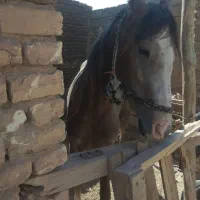 اسب دوخون عرب درشور|اسب و تجهیزات اسب‌سواری|یزد, |دیوار