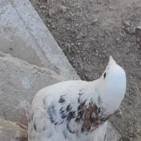 کبوتر نر پشت هفت رنگ بادبادک گرفتنی عالی