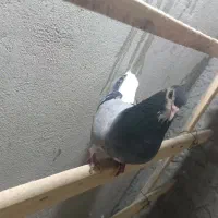 خرقه روس هیچی تمام فقط معاوضه با ماده زره ای مخملی