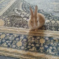 خرگوش|موش و خرگوش|ایلام, |دیوار