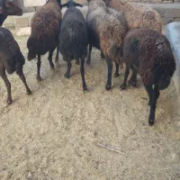 کوسفند قزل ۳ جفت|حیوانات مزرعه|بوکان, |دیوار