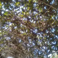 فروش فوری نوبرانه کنوس پیوندی و کیوی|خوردنی و آشامیدنی|تولم شهر, |دیوار