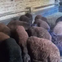 بره نر گوشتی|حیوانات مزرعه|صوفیان, |دیوار