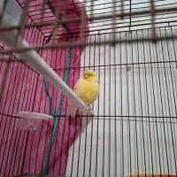 قناری گلاستر نر|پرنده|رشت, یخسازی|دیوار