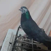 کفتر اصفهانی نر