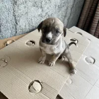 توله پژدر نر عراقی