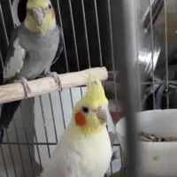 عروس هلندی مولد