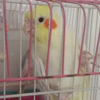 یک جفت عروس هلندی  سخنگو