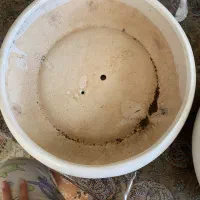 گلدون بنسای|گل و گیاه طبیعی|قم, امامزاده ابراهیم|دیوار