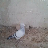 شامی کاکلی چنگ طوطی نر مست و تیزه کنار