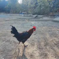 فروش خروس محلی