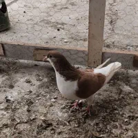 رنگی|پرنده|شوشتر, |دیوار