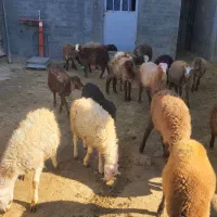 بره ماده|حیوانات مزرعه|کرمانشاه, |دیوار