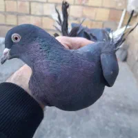 کبوتر.|پرنده|تبریز, |دیوار