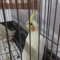 عروس هلندی|پرنده|تربت جام, مسکن مهر|دیوار