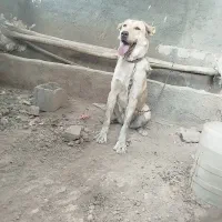 سگ ماده عراقی