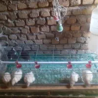 بلدرچین و قفس|لوازم جانبی حیوانات|طرقبه, |دیوار