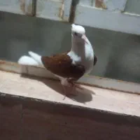 کبوتر دوکت