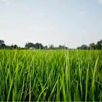 فروش زمین کشاورزی ۴۰۰ متری