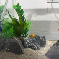 آکواریوم با تمام وسایل|ماهی|بندر دیر, |دیوار