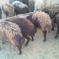 تعداد یازده راس میش وکاورافشاری درجه یک