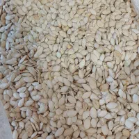 تخمه کدو آجیلی درجه یک