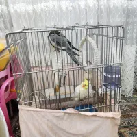 دو عدد نر عروس هلندی