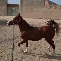 اسب کره سهیل حیدر|حیوانات مزرعه|خمینی‌شهر, |دیوار