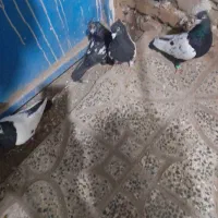 کبوتر|پرنده|جغتای, |دیوار