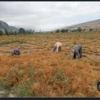 کارگر کشاورزی