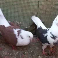 کبوتر دوبال