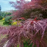 باغچه کاری و نگهداری اصولی باغچه|خدمات باغبانی و درختکاری|آمل, |دیوار