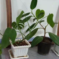 گل‌های آپارتمانی|گل و گیاه طبیعی|بناب, |دیوار