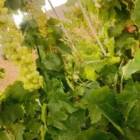 ویلا-180-متری-نوساز-شیک-و-مرتب