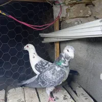 کبوتر جفگاه|پرنده|تربت‌حیدریه, حاجی یار‎|دیوار