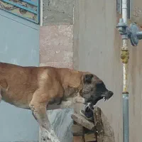 سگ‌ سرابی‌‌|سگ|شادیان, |دیوار