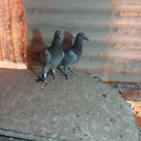 پلاکی.دوکت|پرنده|مبارکه, |دیوار