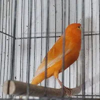 قناری سرخ هلندی