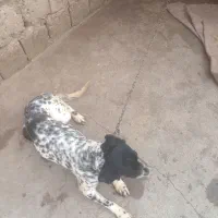 سگ پیونتر|سگ|میاندوآب, |دیوار