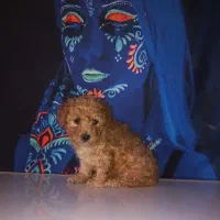 توله سگ پودل تاینی توی عروسک جیبی وزن بلوغ2ونیم