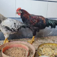 فروش فوری مرغ و خروس عربی سالم