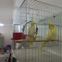 جوجه 4 ماهه عروس هلندی لوتینو|پرنده|بوکان, |دیوار