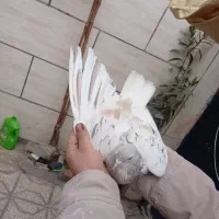 ساده هفترنگ|پرنده|مشهد, پنجتن|دیوار