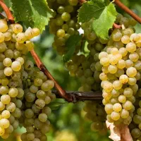 هرس تخصصی انواع درختان