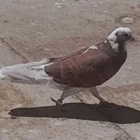 کفتر|پرنده|اصفهان, دانشگاه اصفهان|دیوار