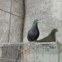 پرنده|پرنده|زرند, |دیوار